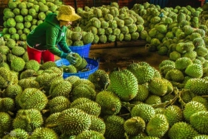 EU siết chặt quy định với thương mại nông sản tươi, doanh nghiệp xuất khẩu cần lưu ý gì?