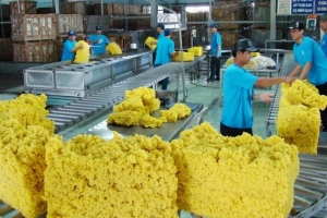 Năm 2025 sẽ tiếp tục là năm thành công với ngành cao su Việt Nam?