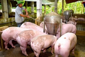 Giá heo hơi hôm nay 12/2: Mức 70.000 đồng/kg xuất hiện ở nhiều địa phương