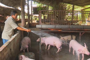 Giá heo hơi hôm nay 13/2: Giá đi ngang trên cả nước