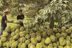 Giá sầu riêng hôm nay 14/2: Sầu Thái A tiếp tục tăng