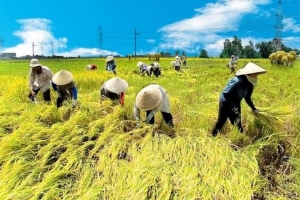 Gia tăng giá trị nông sản ở vùng lúa chất lượng cao 1 triệu ha