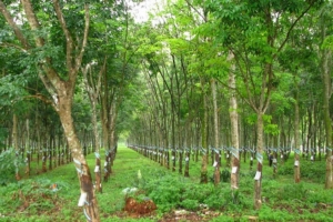 Giá cao su hôm nay 19/2: Tăng trên sàn Thượng Hải và Thái Lan