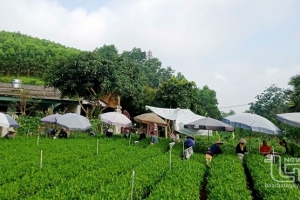 Thái Nguyên: Làng nghề truyền thống tăng trưởng, khẳng định vị thế kinh tế nông thôn