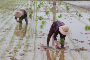 Nam Định: 6 huyện cơ bản hoàn thành cấy, gieo sạ lúa xuân