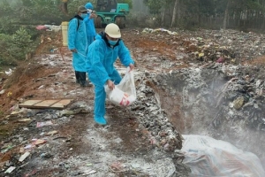 Tiêu hủy đàn lợn hơn 600 kg tại Thanh Hóa để ngăn dịch lở mồm long móng