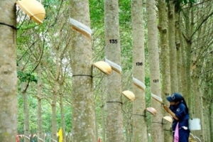 Giá cao su hôm nay 23/2: Giảm ở Thái Lan và biến động trái chiều tại Singapore