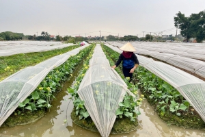 Hà Nội: Không gieo trồng gối vụ các loại rau màu, khi nhiệt độ thấp hơn 15 độ