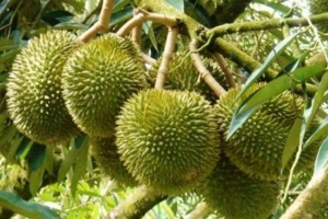 Giá sầu riêng hôm nay 24/2: Sầu Thái A có giá 105.000 đồng/kg
