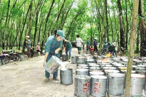 Lãnh đạo Cao su Đắk Lắk đăng ký thoái hết cổ phiếu sau khi mã này tăng gần 34% từ đầu năm