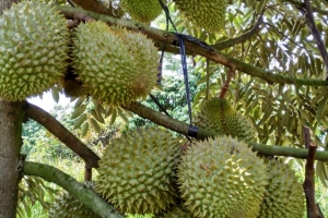 Giá sầu riêng hôm nay 25/2: Sầu riêng Black Thorn loại A có giá 145.000 đồng/kg