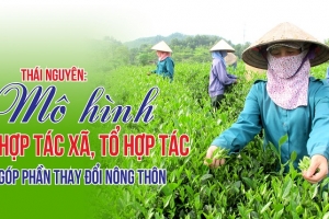 HTX nông nghiệp Thái Nguyên: Nâng cao giá trị nông sản, tăng thu nhập cho người nông dân