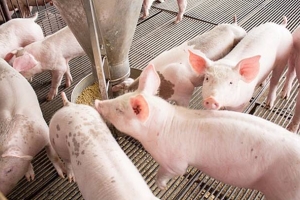 Giá heo hơi hôm nay 27/2: Mốc 80.000 đồng/kg xuất hiện tại các tỉnh phía Nam