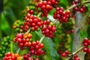 Giá cà phê hôm nay 3/3: Giao dịch khoảng 127,500 - 129,500 đồng/kg