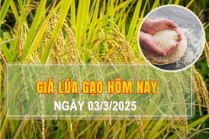 Giá lúa gạo hôm nay ngày 3/3: Giá gạo nguyên liệu các loại tăng trở lại