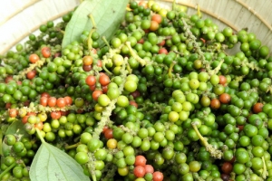 Giá tiêu hôm nay 3/3: Dao động từ 157,000 - 159,000 đồng/kg