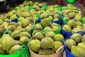 Giá sầu riêng hôm nay 4/3: Sầu Thái tăng trở lại