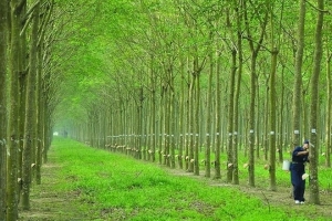 Giá cao su hôm nay 9/3: Tăng trở lại ở Thái Lan
