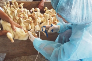 Đồng Tháp tăng cường công tác phòng, chống dịch bệnh trên đàn gia súc, gia cầm