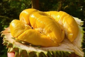 Giá sầu riêng hôm nay 9/3: Sầu riêng Ri6 loại A có giá 80.000 đồng/kg