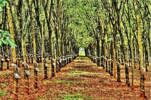 Giá cao su hôm nay 10/3: Phiên giao dịch đầu tuần nhiều biến động