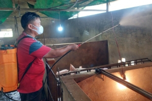 Long An xảy ra 12 ổ dịch tả heo châu Phi từ đầu năm đến nay