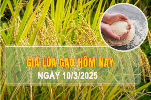Giá lúa gạo hôm nay ngày 10/3: Biến động nhẹ