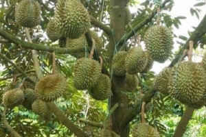 Giá sầu riêng hôm nay 10/3: Sầu Thái A tăng 15.000 đồng/kg