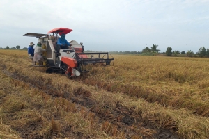 Nông dân Long An thu hoạch được hơn 80.000 ha lúa Đông Xuân