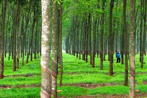 Giá cao su hôm nay 11/3: Đà giảm chiếm sân trên sàn giao dịch