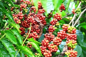 Giá cà phê hôm nay 11/3: Tăng nhẹ 1.000 đồng/kg