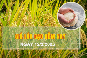 Giá lúa gạo hôm nay ngày 12/3: Một số mặt hàng lúa tươi tiếp đà tăng