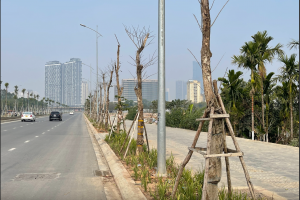 Hà Nội: Kiểm tra hiện trạng quản lý hệ thống cây xanh trên một số tuyến đường
