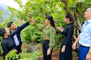 Thái Nguyên nỗ lực vươn mình thành "thủ phủ" cây ăn quả chất lượng cao