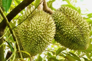 Giá sầu riêng hôm nay 16/3: Thị trường biến động, Ri6 tăng, sầu Thái giảm mạnh