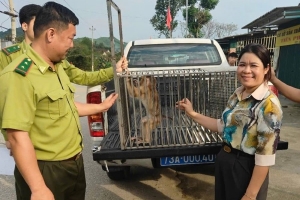 Quảng Bình: Tiếp nhận 2 cá thể động vật hoang dã để cứu hộ và thả về môi trường tự nhiên