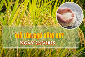 Giá lúa gạo hôm nay ngày 22/3: Tương đối bình ổn