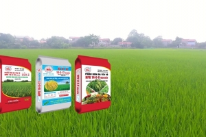 Lý do bà con nông dân chọn phân đa yếu tố NPK Văn Điển để bón thúc lúa xuân