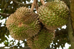 Sầu riêng Việt Nam thêm đối thủ ở thị trưởng tỷ dân
