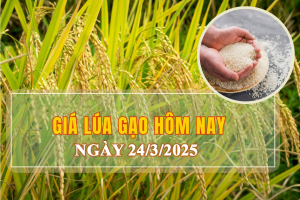Giá lúa gạo hôm nay, ngày 24/3: Giá gạo quay đầu giảm nhẹ