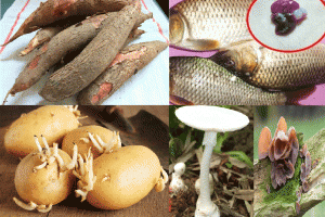 Tăng cường công tác phòng chống ngộ độc thực phẩm độc tố tự nhiên