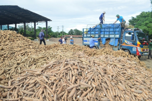 Sắn tươi rớt giá thấp nhất trong 10 năm qua