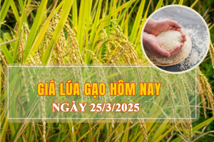 Giá lúa gạo hôm nay ngày 25/3: Tiếp đà giảm với gạo, lúa tươi quay đầu giảm