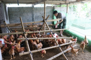 Thái Bình: Sản lượng thịt trâu, bò hơi xuất chuồng ước tăng 5,7% trong quý I/2025