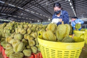 Giá sầu riêng hôm nay 1/4: Sầu Thái VIP loại A có giá 135.000 đồng/kg