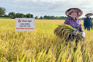 Đề án 1 triệu ha lúa: Đề xuất các giải pháp tiếp tục mở rộng