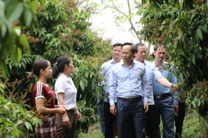 Năm nay, Bắc Giang nâng cao chất lượng sản phẩm để mở rộng thị trường tiêu thụ vải thiều