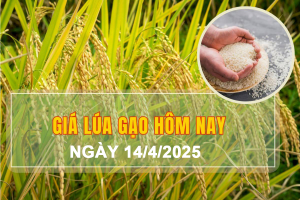 Giá lúa gạo hôm nay ngày 14/4: Giá lúa tươi biến động
