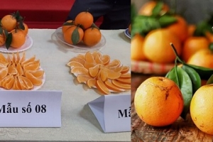 Cam Lục Ngạn được bảo hộ chỉ dẫn địa lý