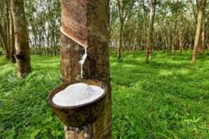 Giá cao su hôm nay 15/4: Tăng ở Thái Lan và Singapore